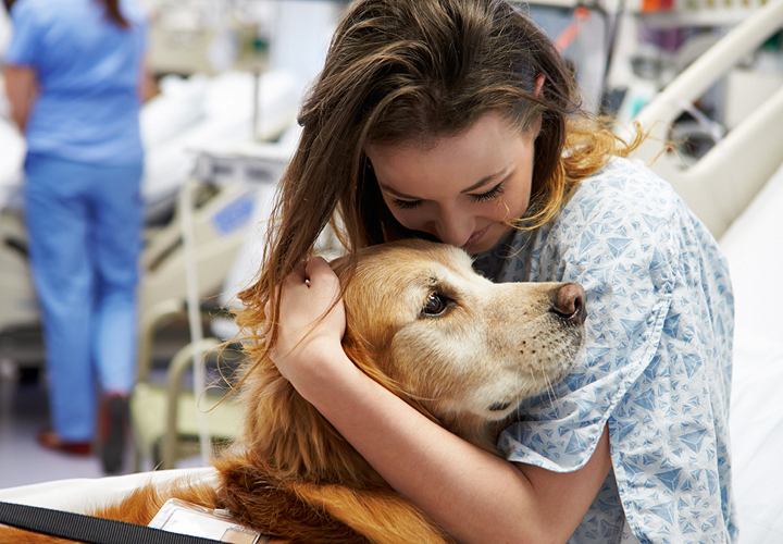 Besuchshund wird von einer Patientin im Krankenhaus umarmt