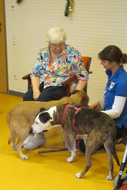 Dogo-Mix Besuchshündin Betsy mit einer Pflegeheim-Bewohnerin